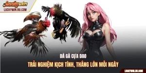 Đá gà cựa dao