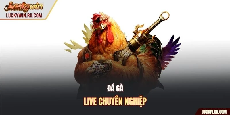 Đá gà live chuyên nghiệp