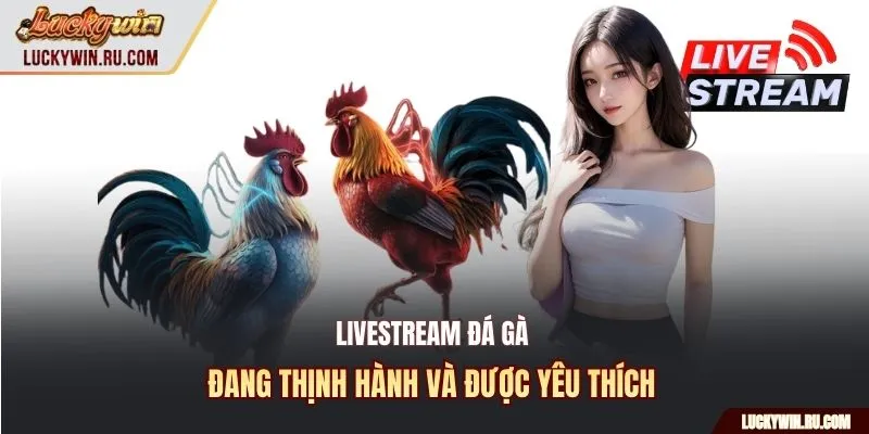 Livestream đá gà đang thịnh hành và được yêu thích