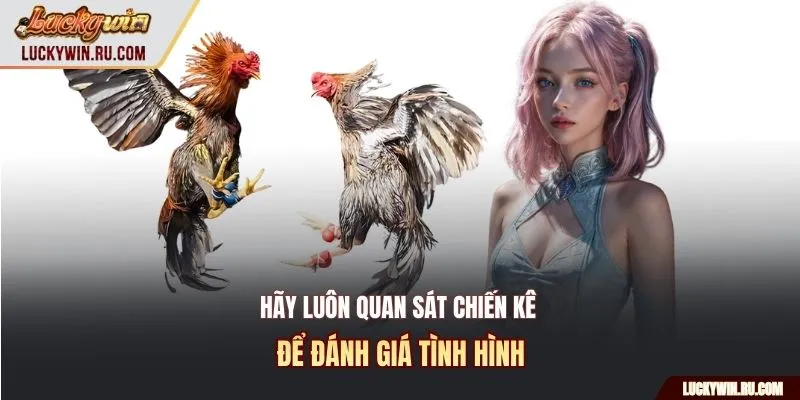 Hãy luôn quan sát chiến kê để đánh giá tình hình