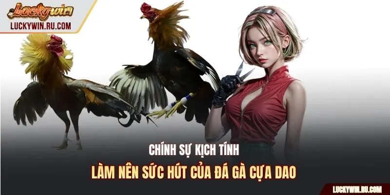 Chính sự kịch tính làm nên sức hút của đá gà cựa dao